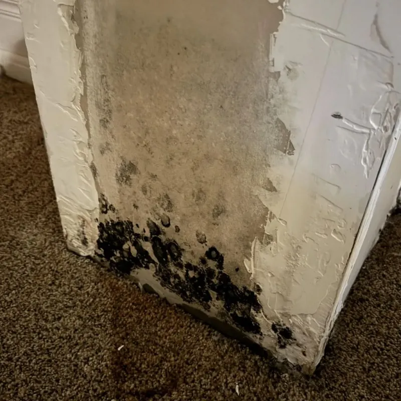 Professional Mold Removal in Portland, TN